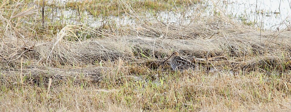 Wilson's Snipe (13893626333).jpg by Krista Lundgren/USFWS Mountain Prairie is available through Public Domain